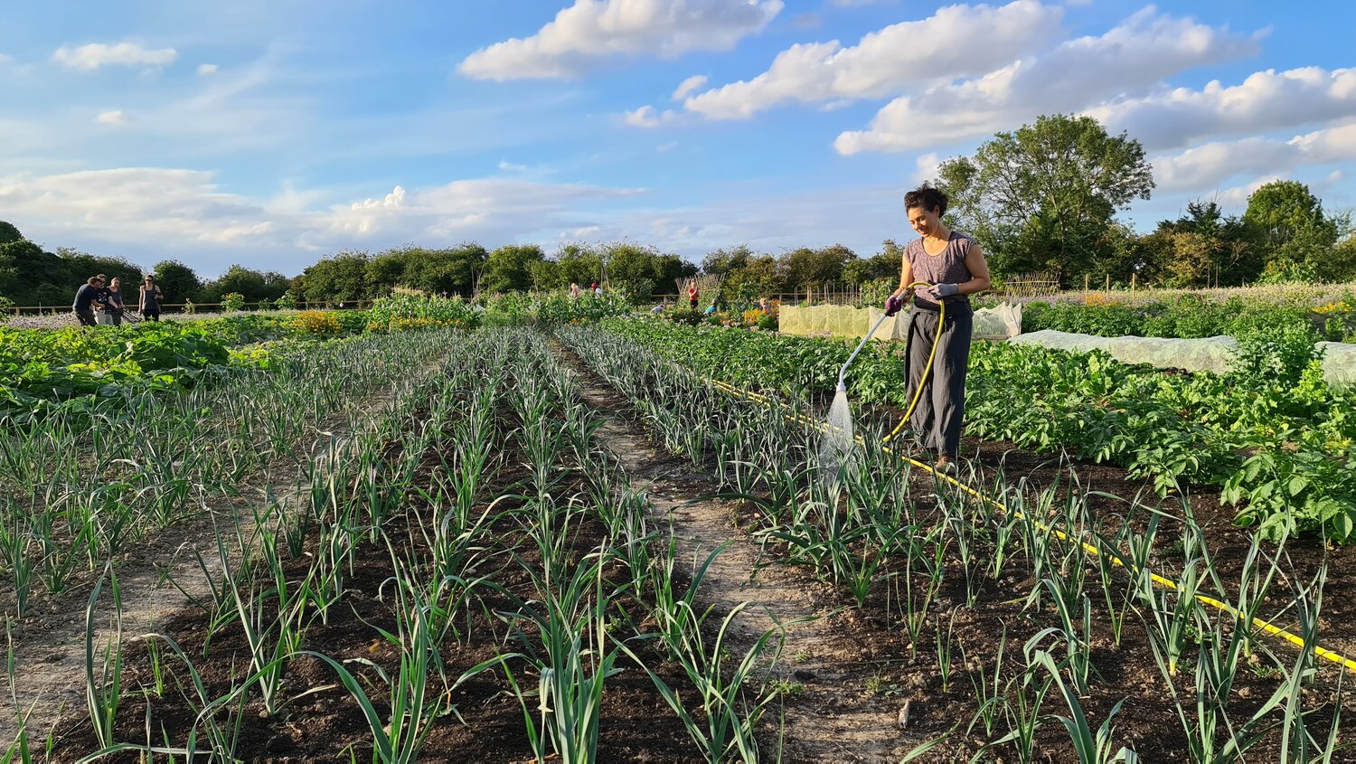 Image of Alex watering field of leeks