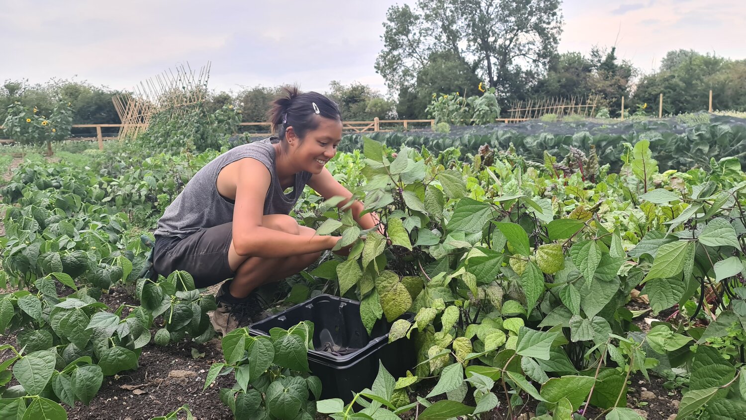 Image of Chermayne picking beans