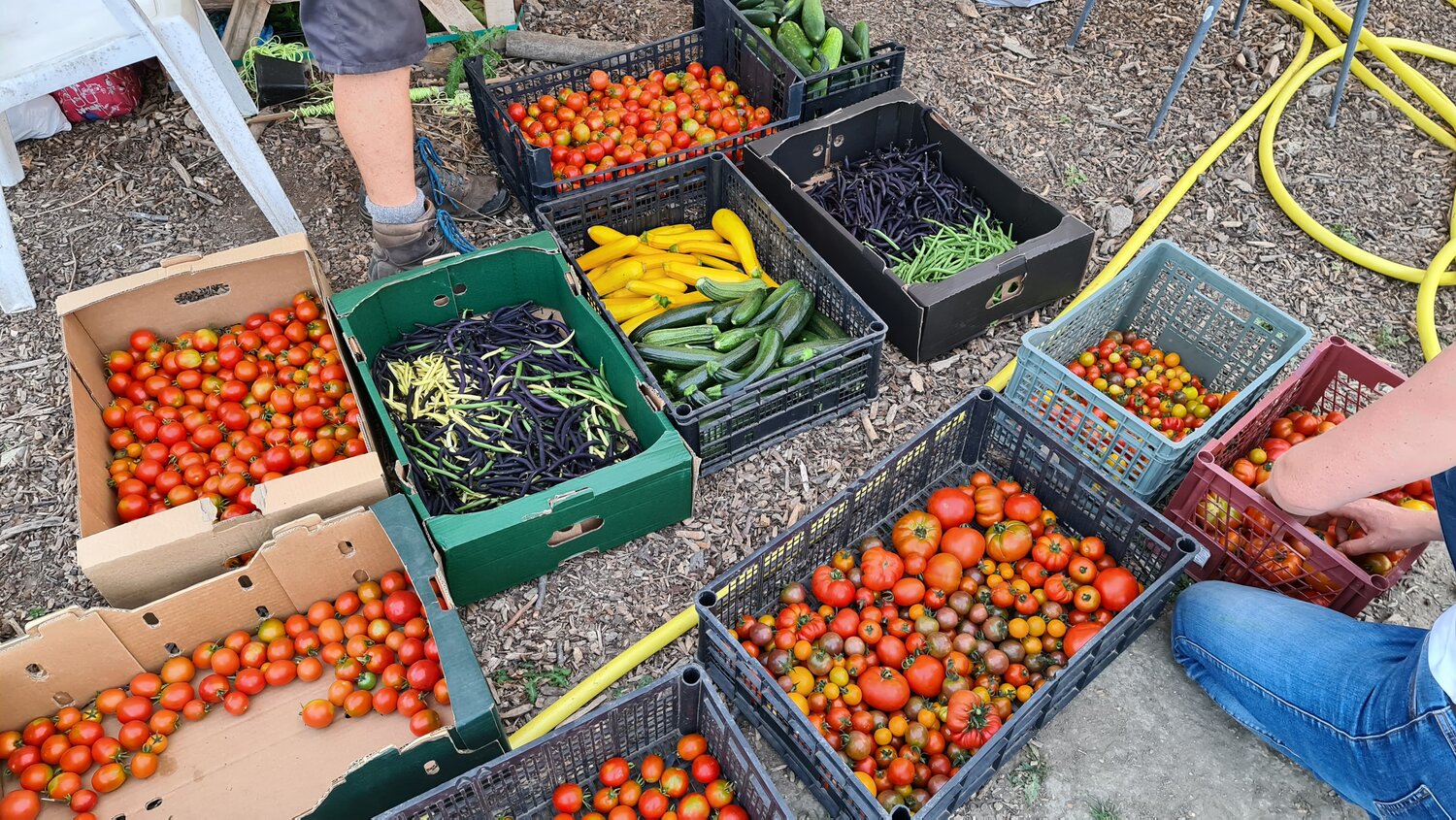 Image of harvested tomatoes, beans, and courgettes