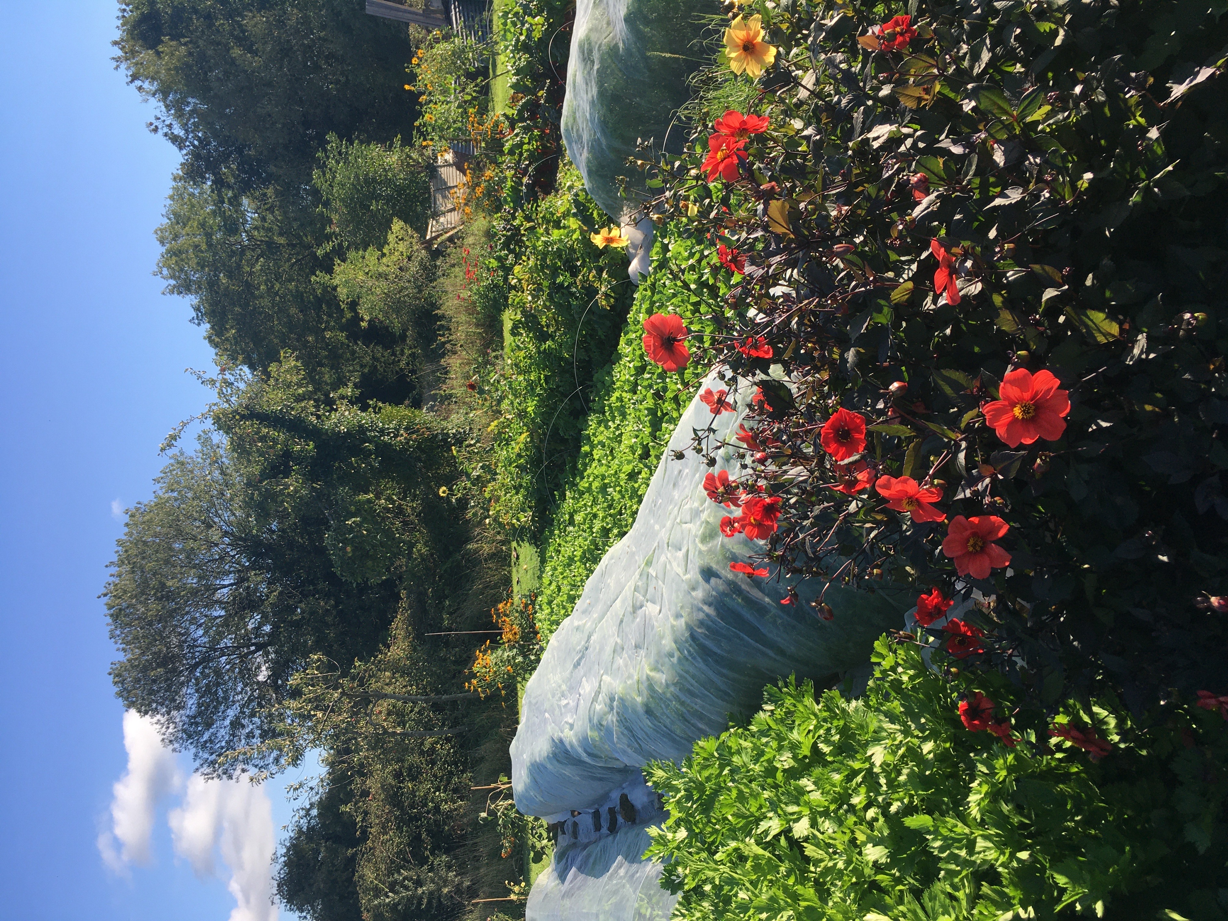 Image of assorted vegetable crops