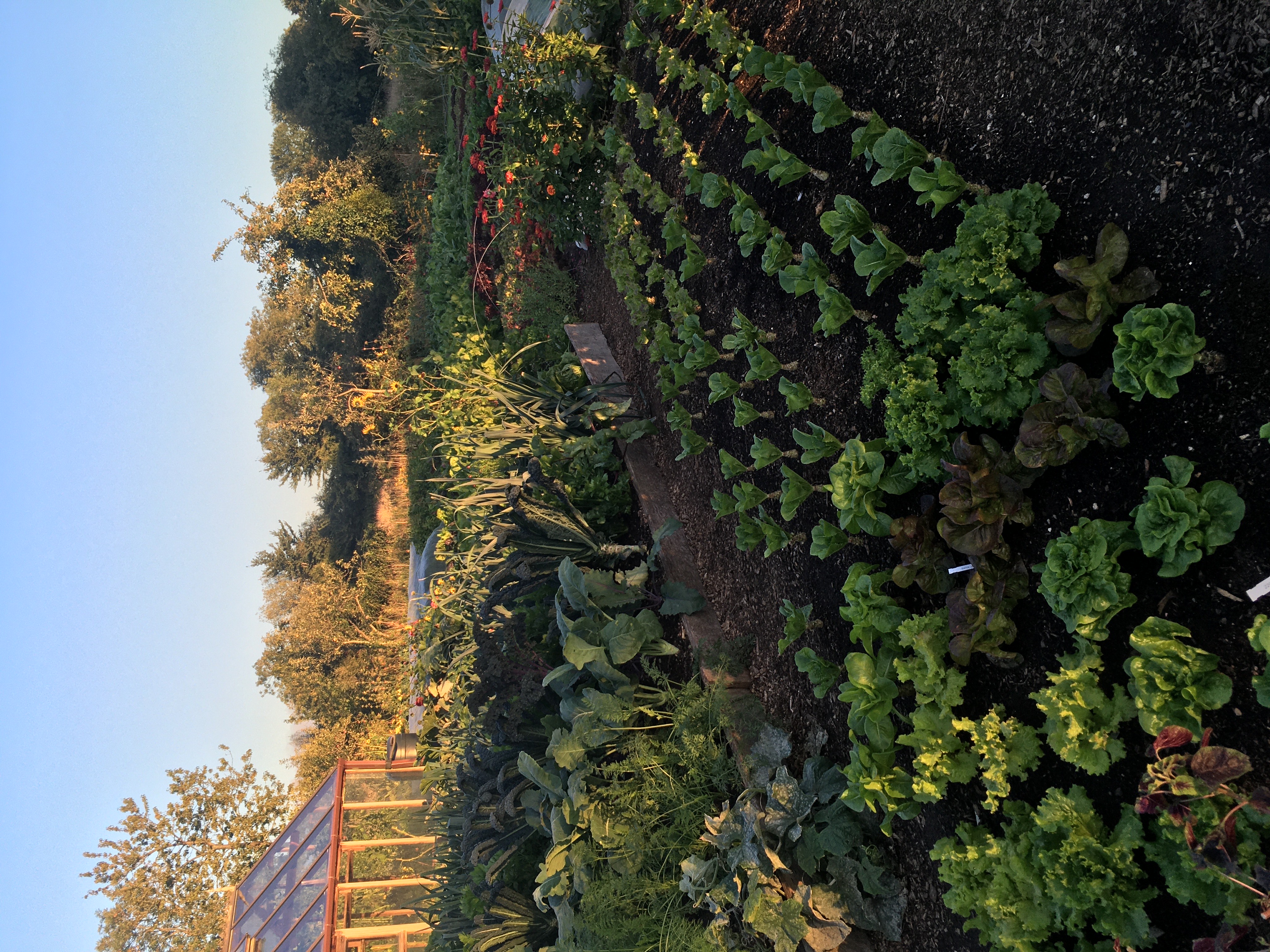 Image of salad crops