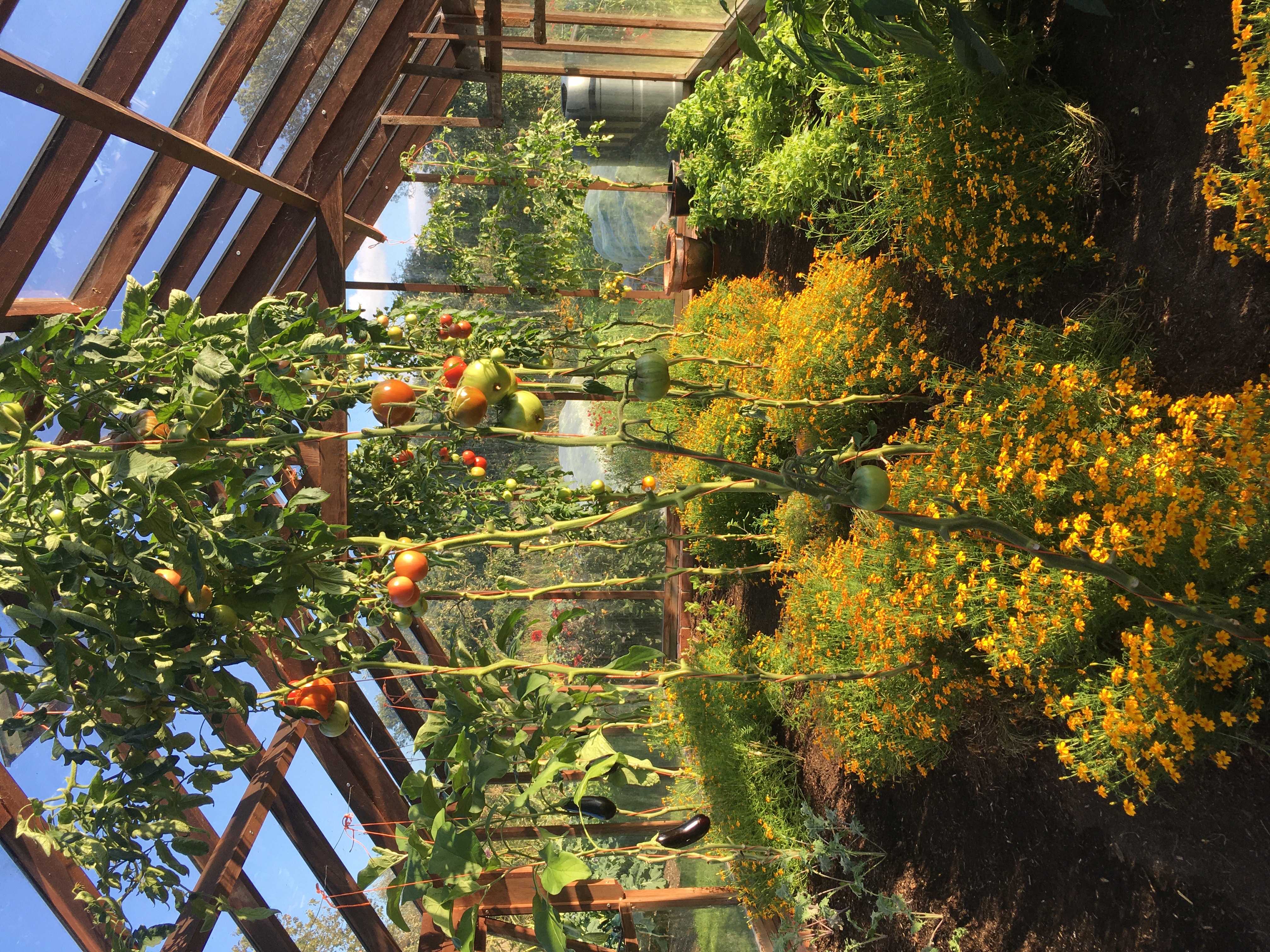 Image of greenhouse with tomato plants