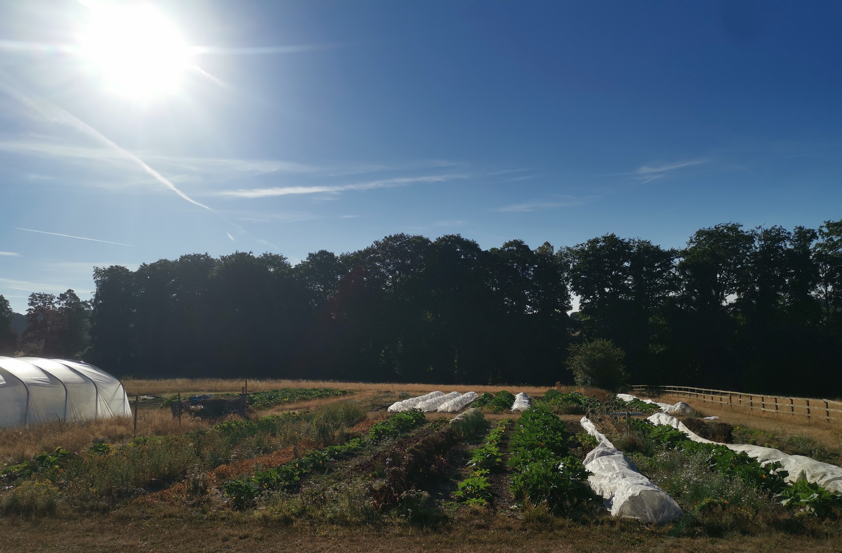 Image of the field, straight rows of beds surrounded by brown dried grass during the summer drought