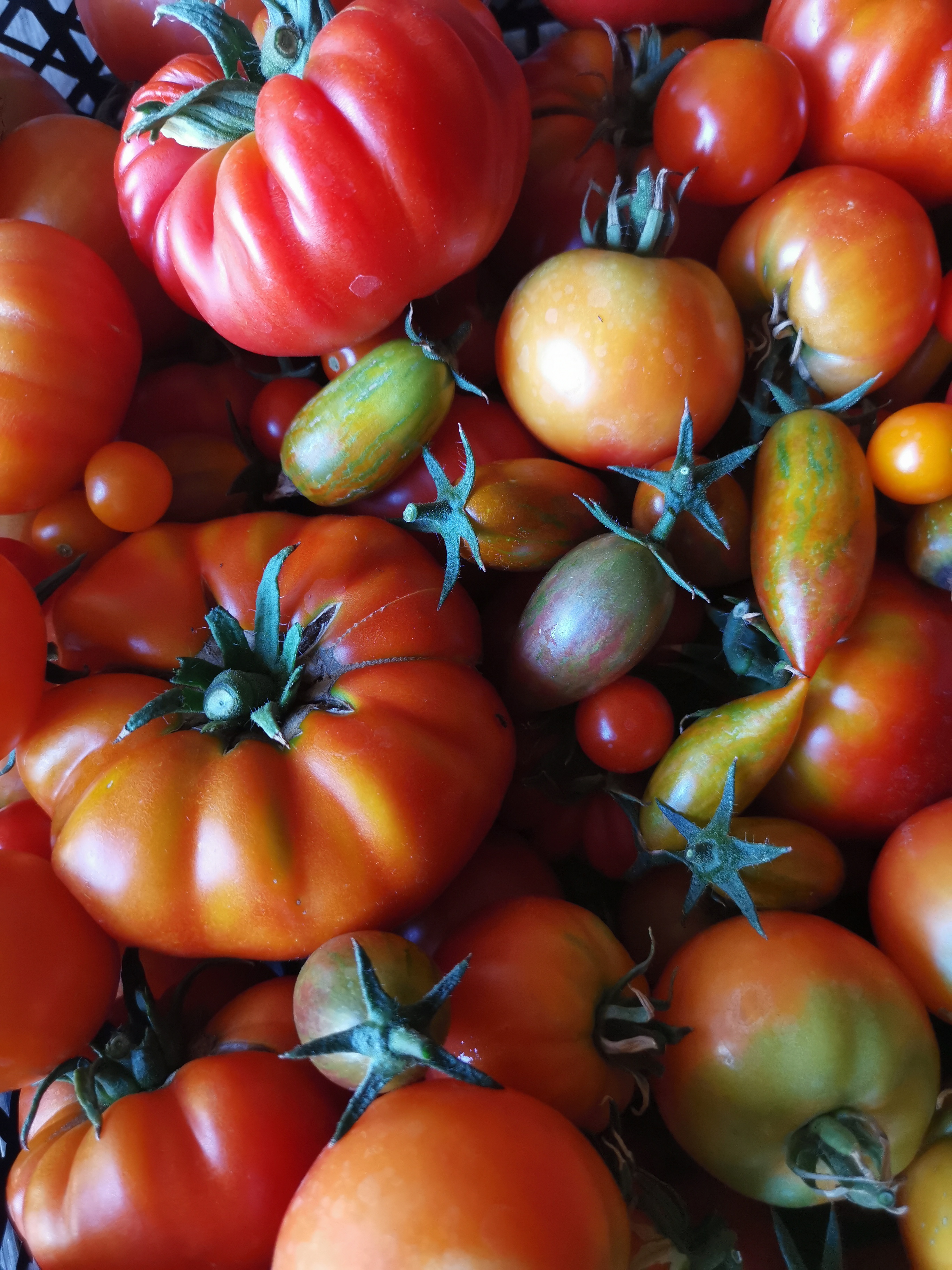 Close up image of heirloom tomatoes and cherry tomatoes
